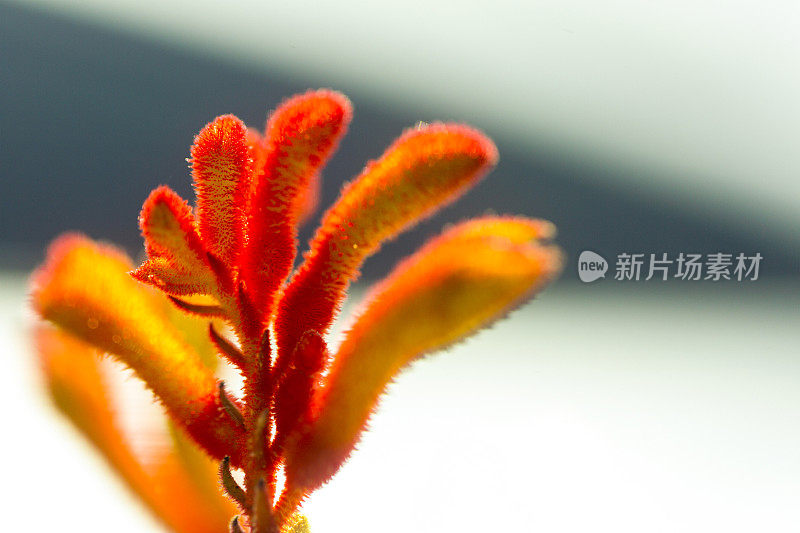 袋鼠爪红花，微距，背景与复制空间