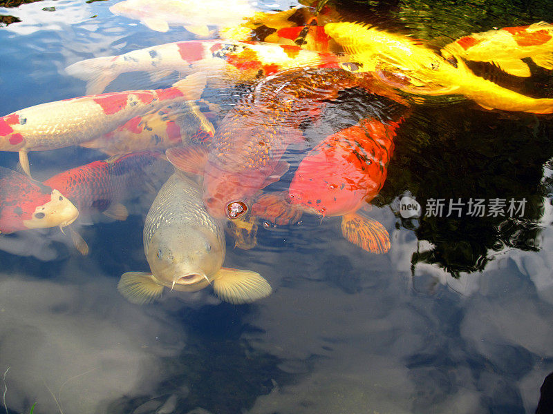 锦鲤鱼池