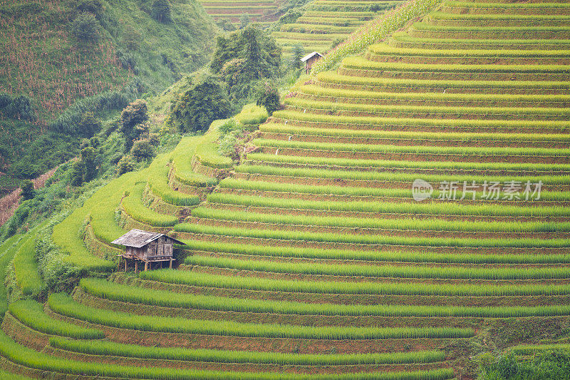 在越南日落时，一片绿色的稻田的自然景观