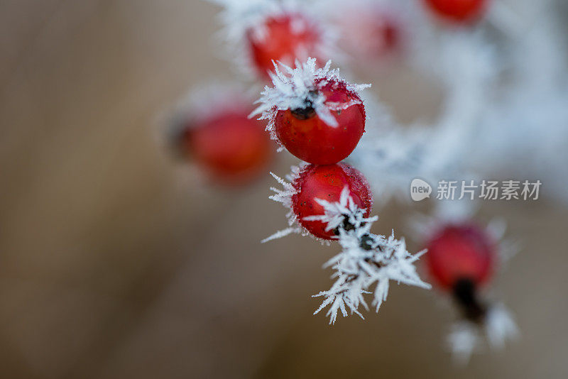 森林蔷薇果在冬季