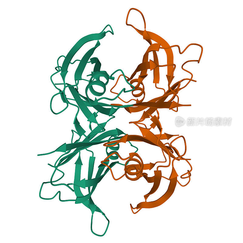 野生型人转甲状腺素(TTR)，一个同型二聚体分离的3D丝带模型，白色背景