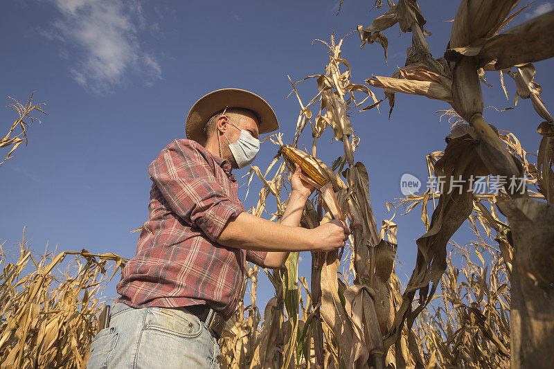 成年农民戴着防护口罩收割成熟的玉米农田