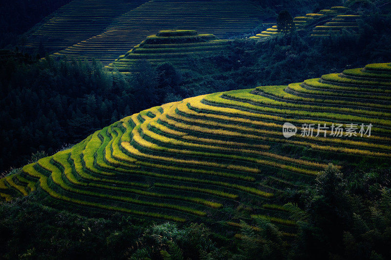 秋天，中国广西桂林的稻田