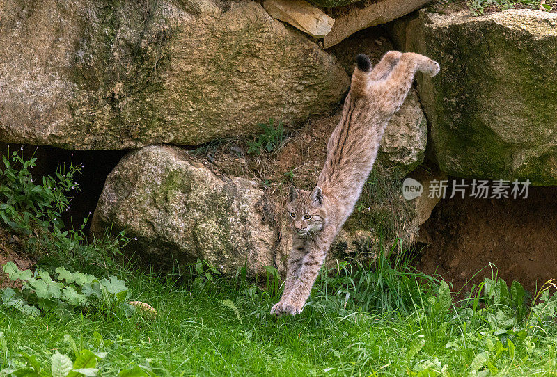 欧亚山猫幼崽