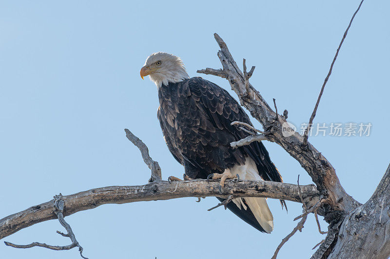 美国蒙大拿州贝斯贝河附近栖息的秃鹰