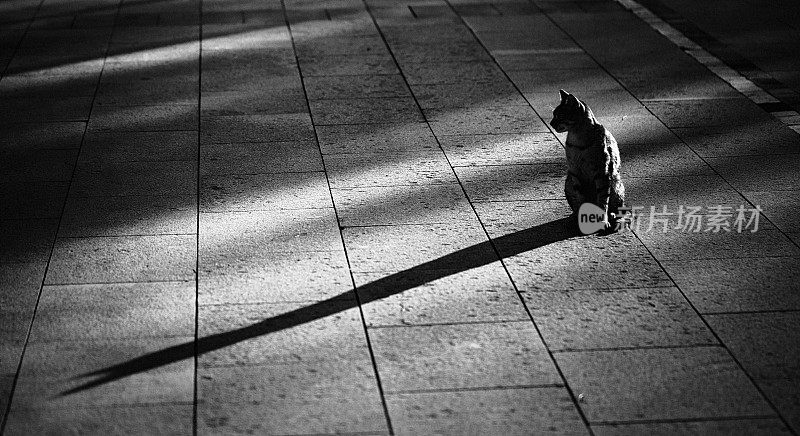单色家猫剪影与阴影