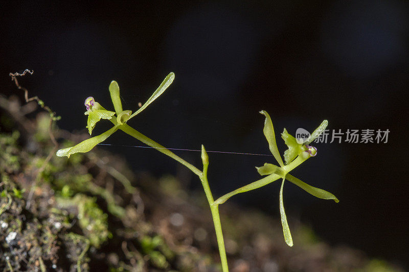 两朵绿飞兰捧花