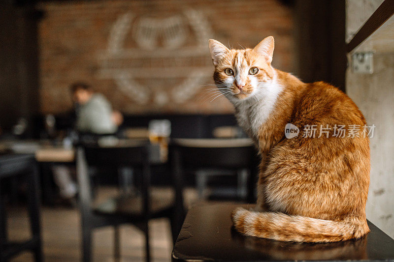 猫咪坐在咖啡馆的橱窗里