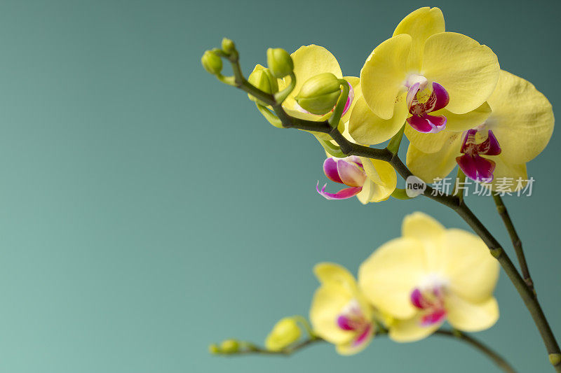 兰花花朵特写