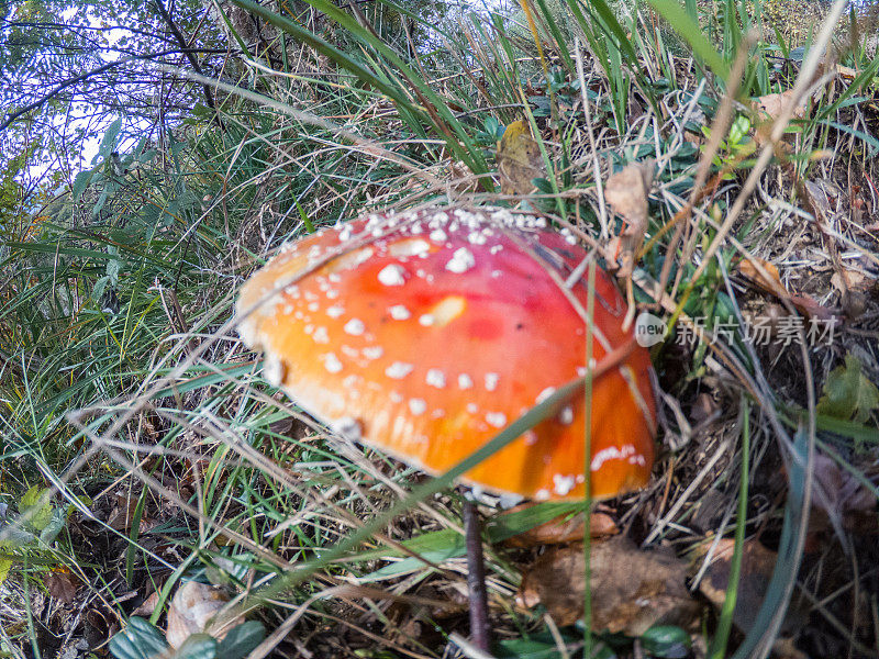 森林中的红蘑菇