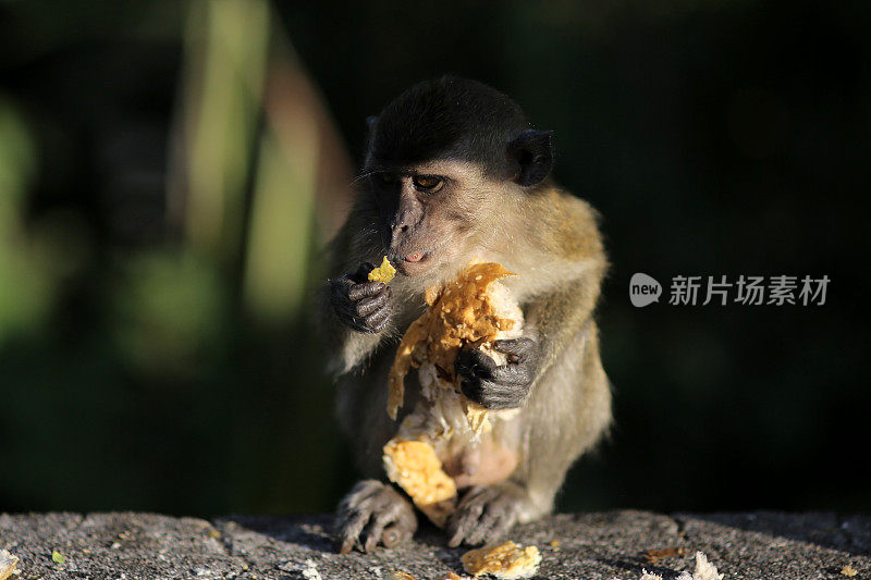 猴子缓解饥饿