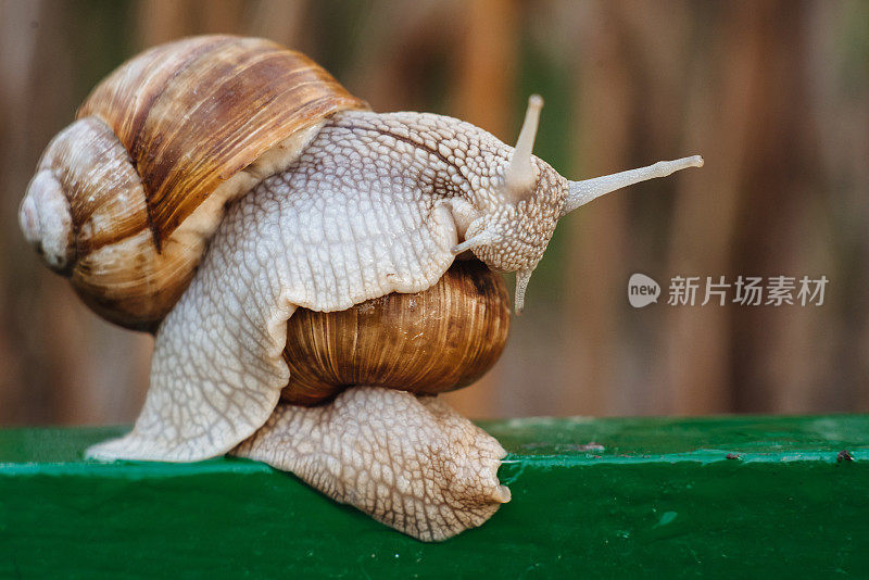螺旋pomatia(罗马蜗牛，勃艮第蜗牛，可食用蜗牛，蜗牛)是一种大型，可食用，呼吸空气的陆地蜗牛。腹足类。两只蜗牛在交配。乌克兰的动物