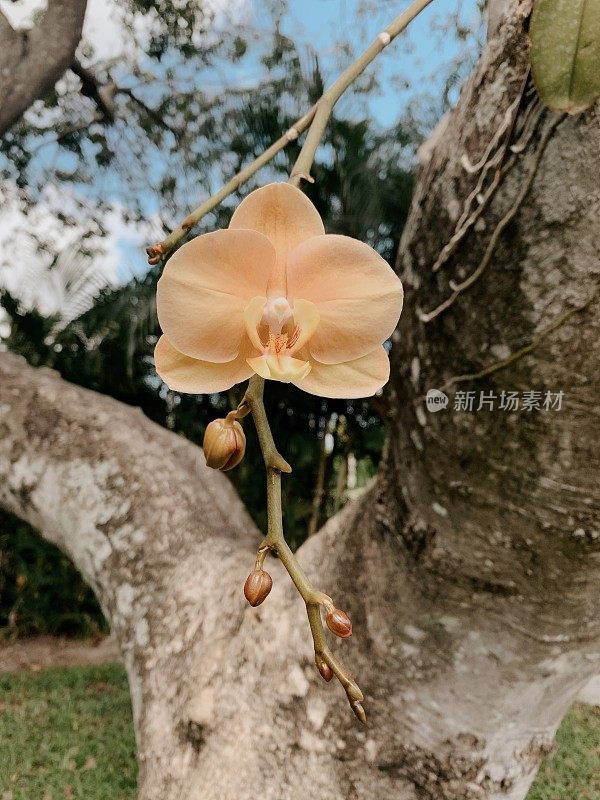 盛开的橙色热带兰花生长在一棵树上在西棕榈滩，佛罗里达