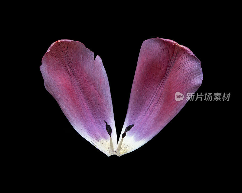 蝴蝶形状的郁金香花瓣