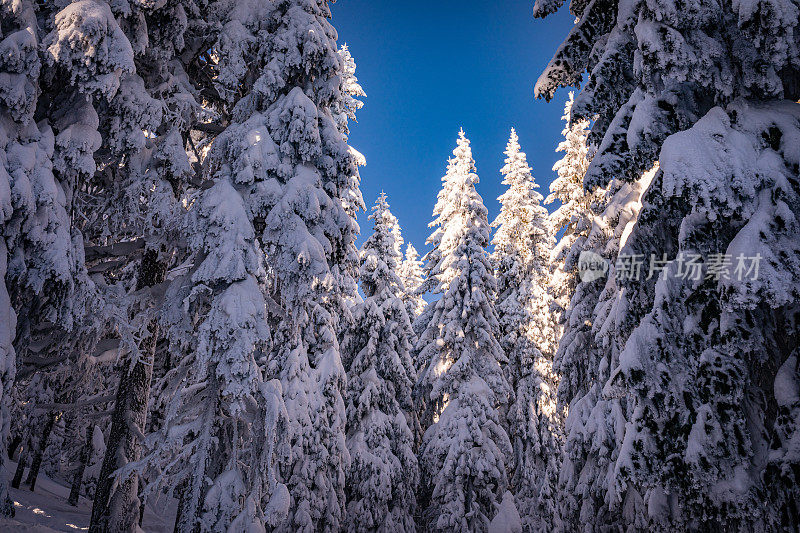 低角度的观点与雪覆盖的冬季景观和常青树在欧洲在一个寒冷的阳光明媚的早晨-创造性的股票照片