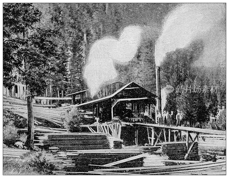 古董黑白照片:克朗代克淘金热，道森锯木厂
