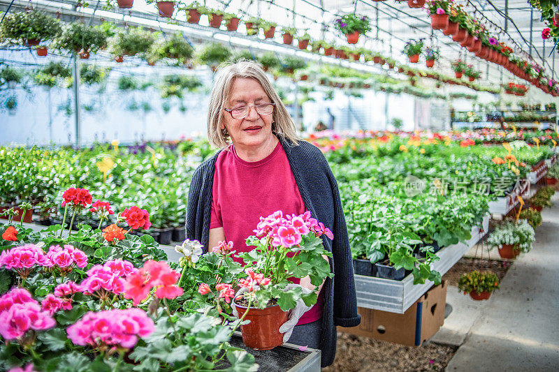 花农在大苗圃里种花的老妇人妇女在检查温室植物的质量。