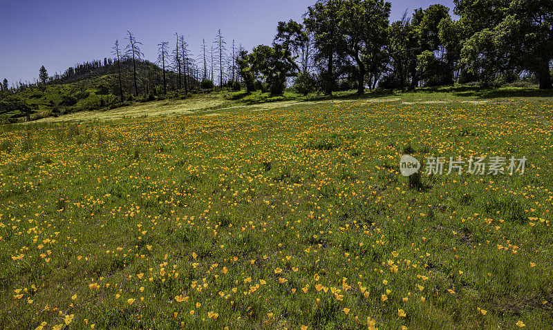 加州的罂粟，生长在Pepperwood自然保护区的山坡上;圣罗莎;加州的索诺玛县。罂粟科。