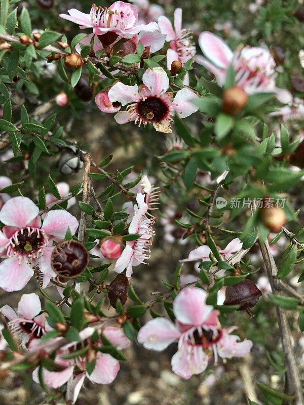 粉红麦卢卡(细香茅Scoparium)，新西兰茶树