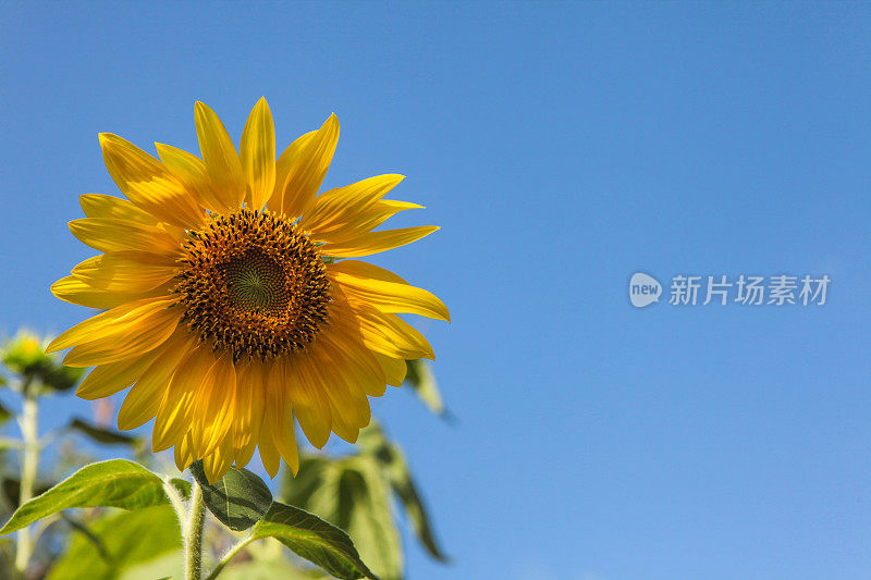 向日葵在平静的天空中盛开