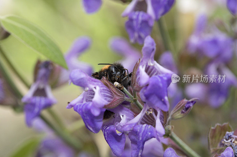 大黄蜂在花园的鼠尾草花上