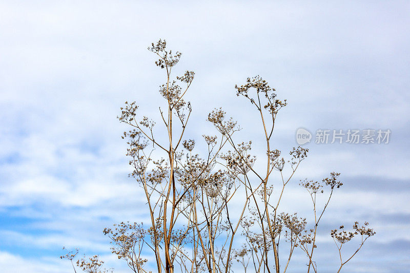 干野草，天空背景与复制空间