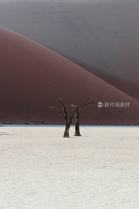 纳米比亚日出时干涸的Deadvlei湖上枯死的树木