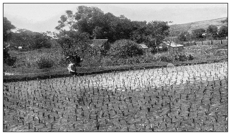 古董黑白照片:中国农民和芋头田，夏威夷