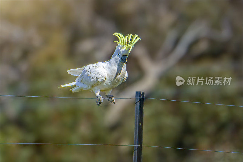 硫冠凤头鹦鹉