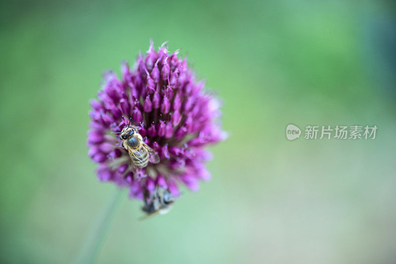 近景葱鼓槌盛开在夏季花园