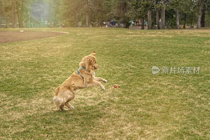 宠物金毛猎犬跳着去接球