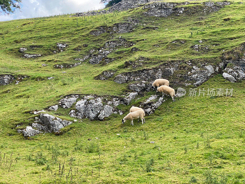 英国德比郡，羊群在山坡上吃草