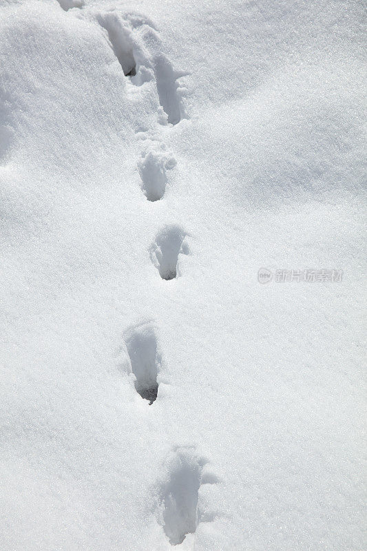 雪地上有人类的脚印