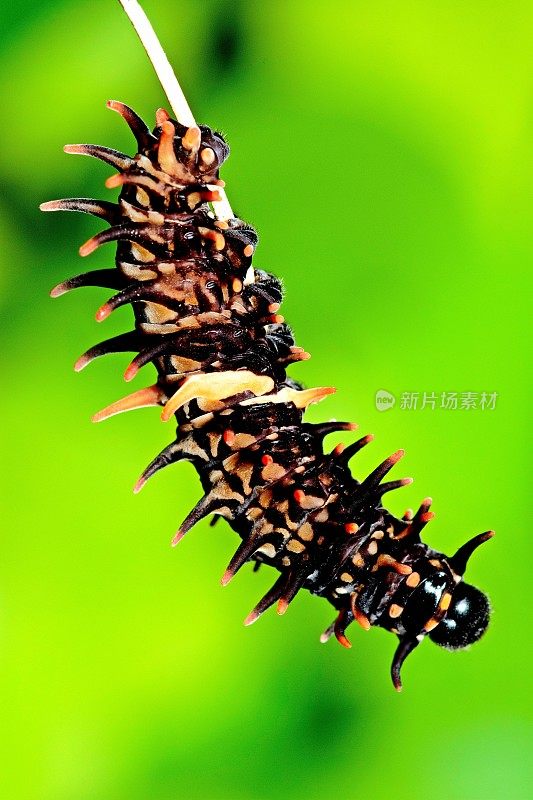 毛毛虫在螺旋藤蔓上爬行-动物行为。
