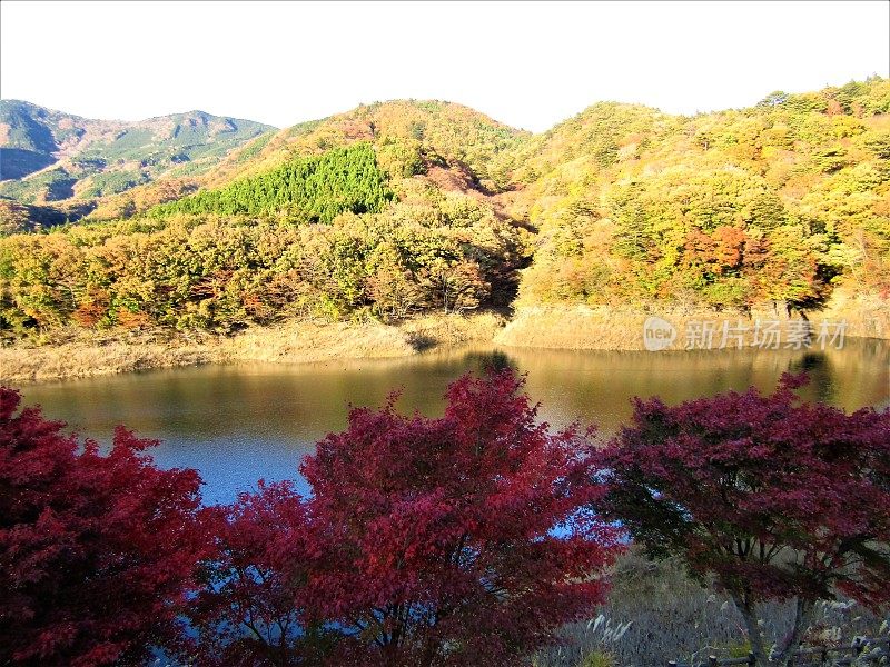 日本。11月的晴朗天气。山湖岸边的红枫树。