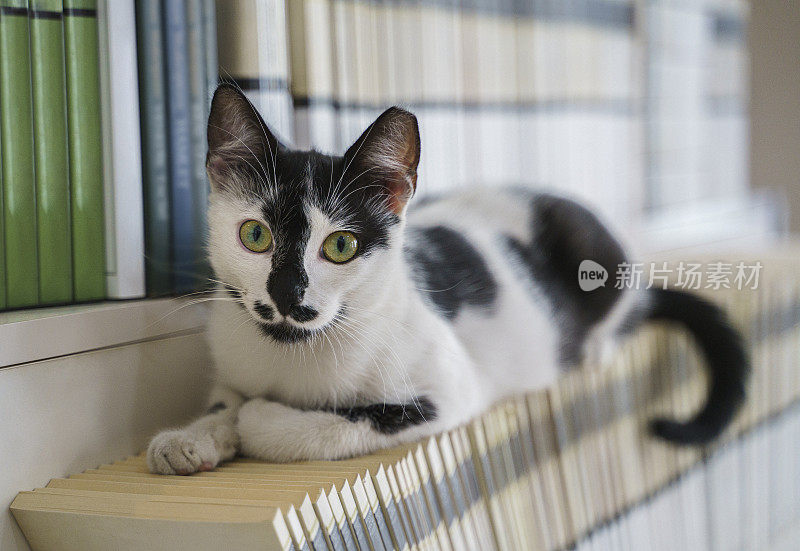 一只可爱的纯种猫在客厅的书架上玩耍的特写