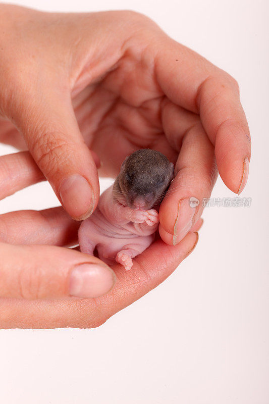 新生儿的老鼠