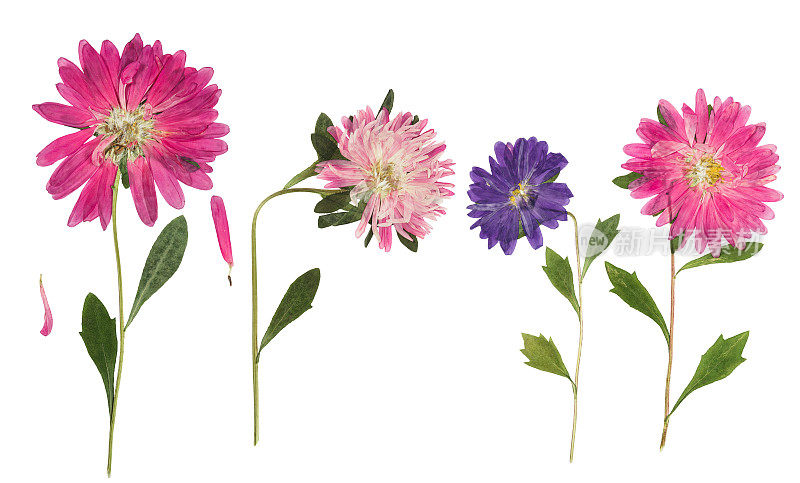 压紧和干燥的花紫菀(米佳雏菊)的茎与绿叶。孤立的白色背景。用于剪贴簿，压花或植物标本馆