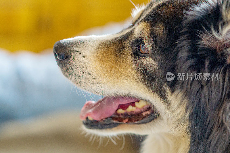 友好的边境牧羊犬近距离