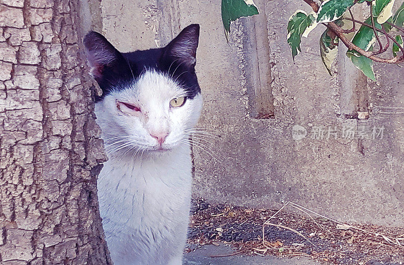 受伤的黑白流浪猫