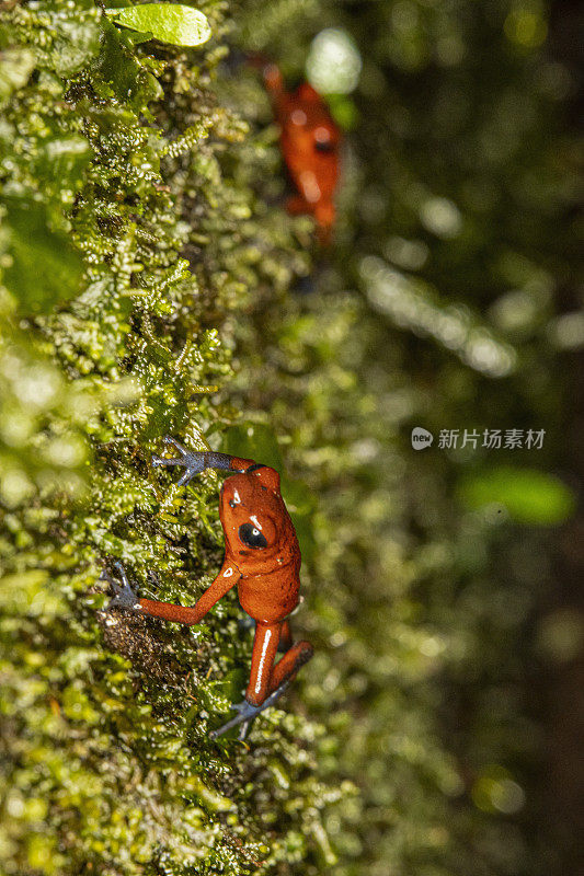 草莓箭毒蛙