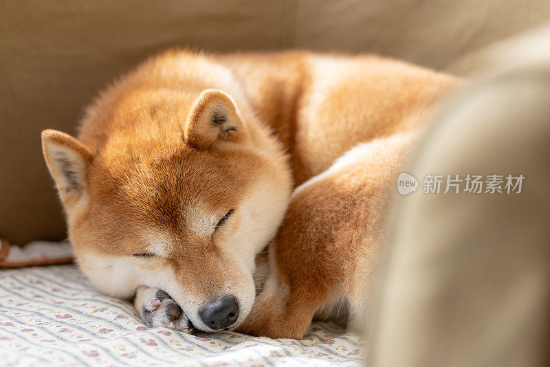 狗睡觉的特写镜头