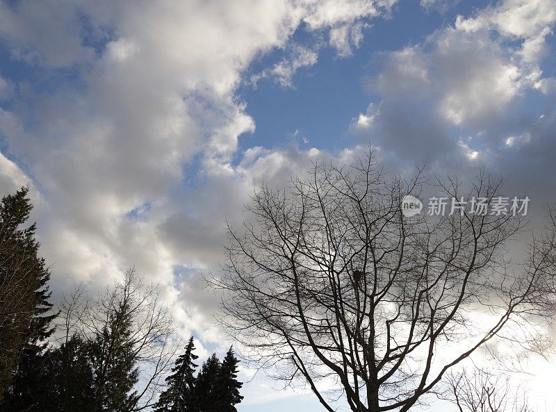 戏剧性的冬季天空在树木在加拿大西部