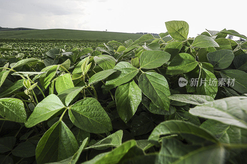 种植大豆