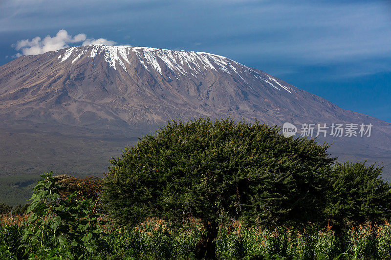 乞力马扎罗山，刺槐树和玉米地