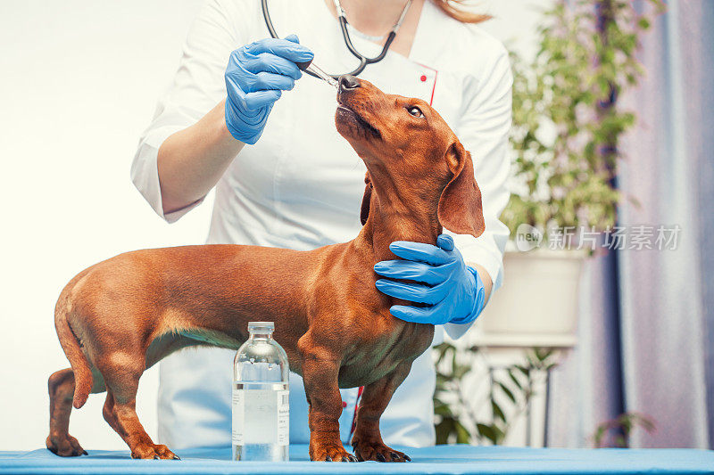 一位女兽医正在打棕色的cab疫苗。