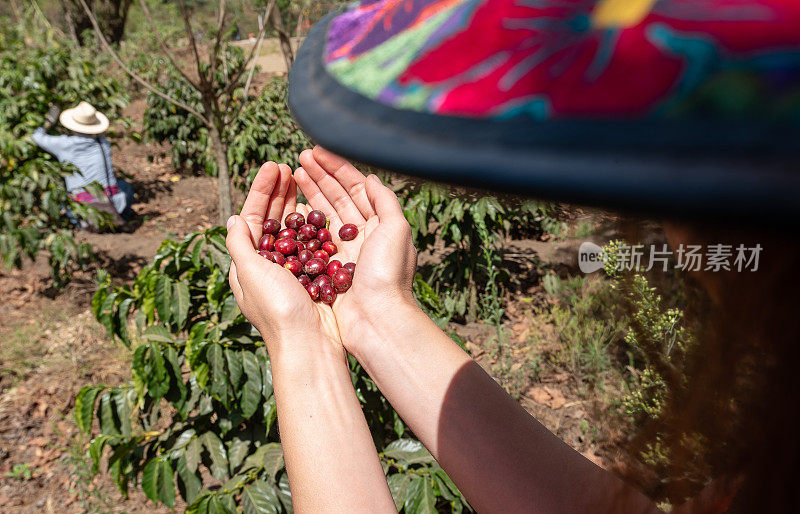 女性的手在种植园里采摘咖啡