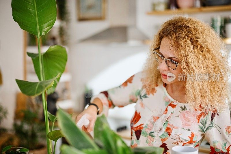 在家里照看盆栽的成熟女人