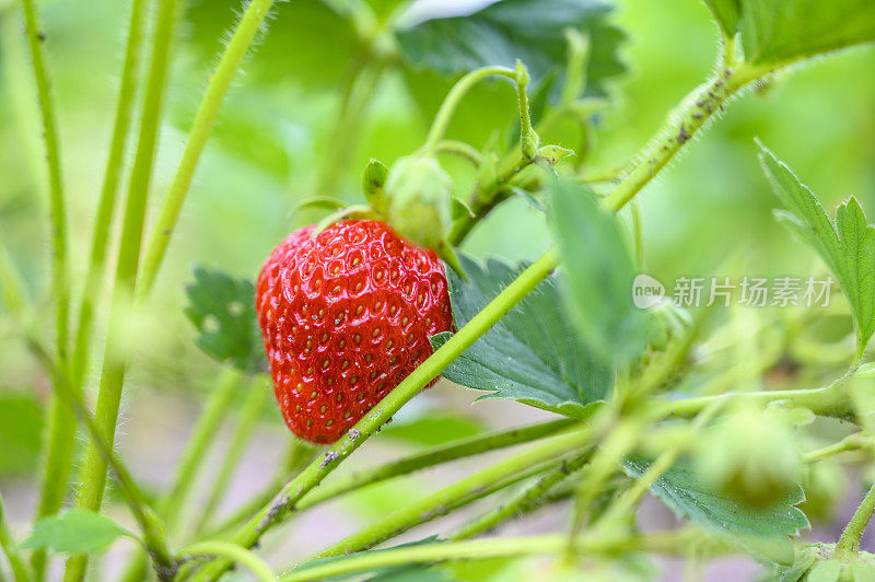 夏天，新鲜草莓在有机菜园里生长。