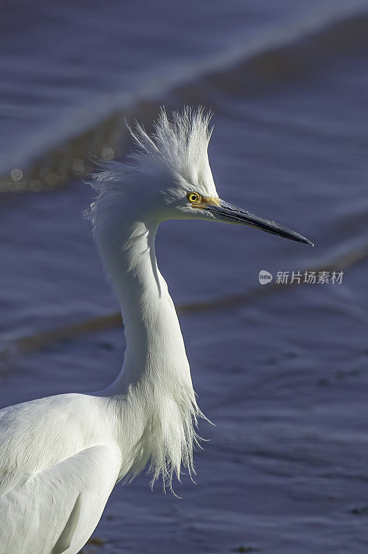 雪鹭，白鹭;酒窖湾,加利福尼亚州。Pelecaniformes。鹭鸟。展示，羽毛，繁殖羽毛。